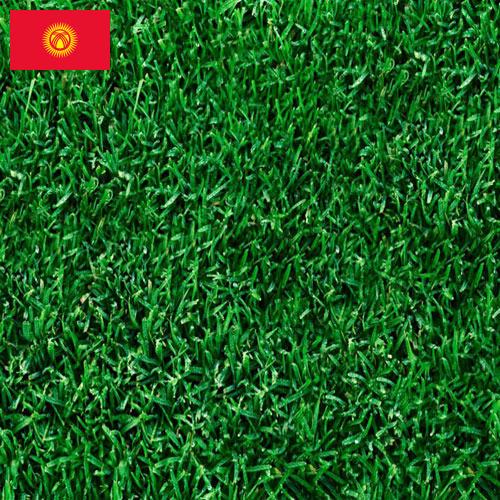 Газонная трава из Киргизии