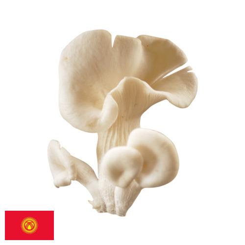 грибы вешенки из Киргизии