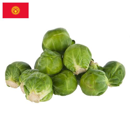 Капуста брюссельская из Киргизии