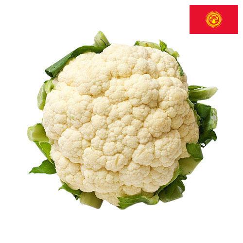 Капуста цветная из Киргизии
