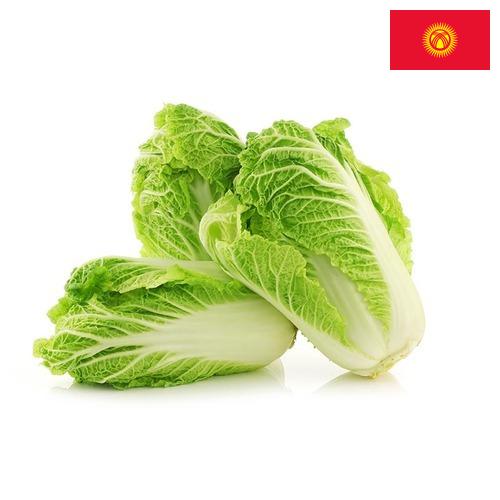 Капуста китайская из Киргизии