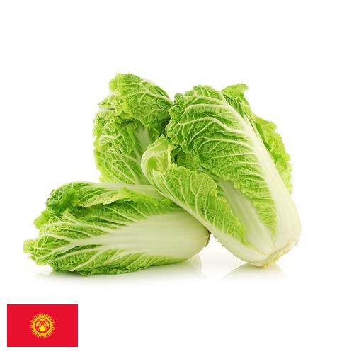 капуста пекинская из Киргизии