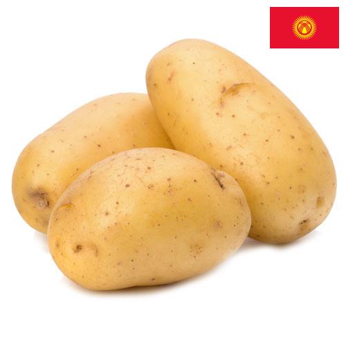 картошка из Киргизии