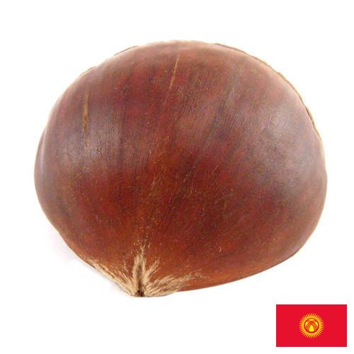 Каштан из Киргизии