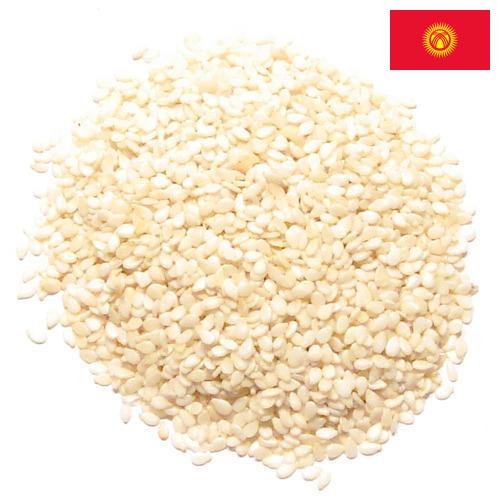 кунжут семена из Киргизии