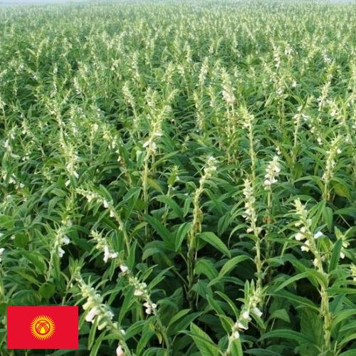 Кунжут из Киргизии