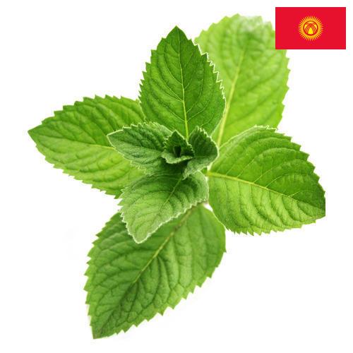 Ментол из Киргизии