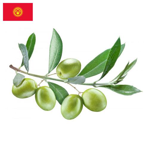 Оливки из Киргизии