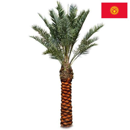 Пальмы из Киргизии