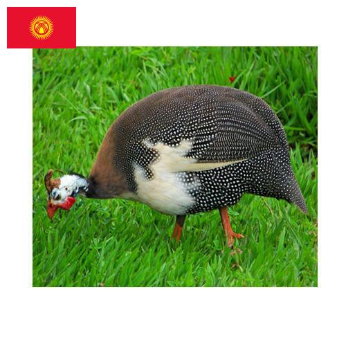 птица из Киргизии