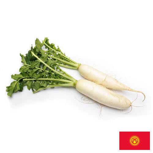 редиска из Киргизии
