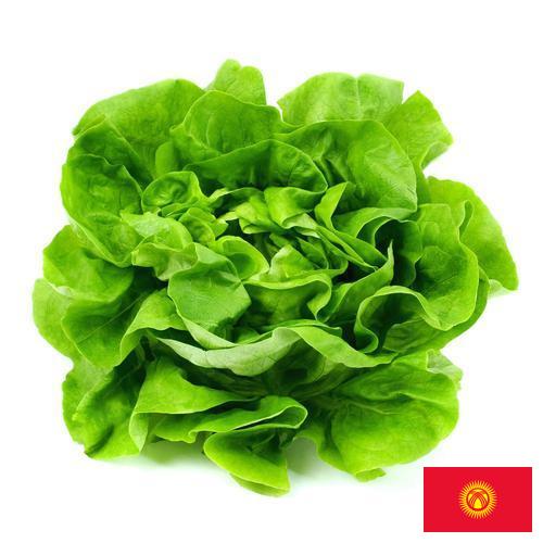 Салат латук из Киргизии