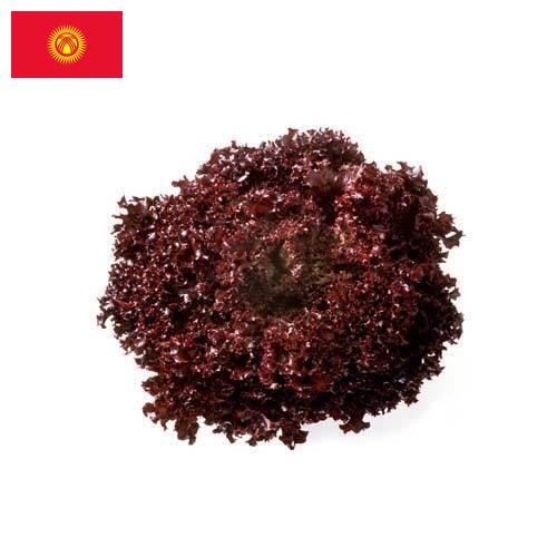 Семена салата из Киргизии