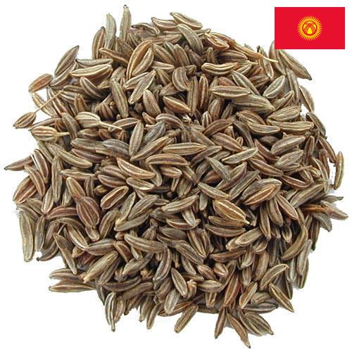 Семена тмина из Киргизии