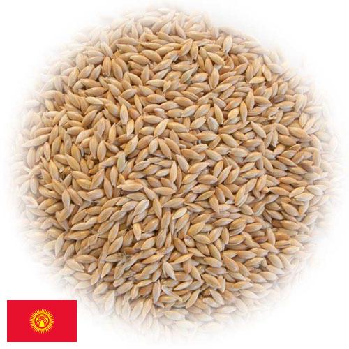 семена трав из Киргизии