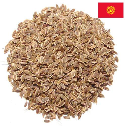 Семена укропа из Киргизии