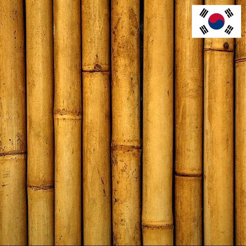 Бамбук из Кореи, Республики