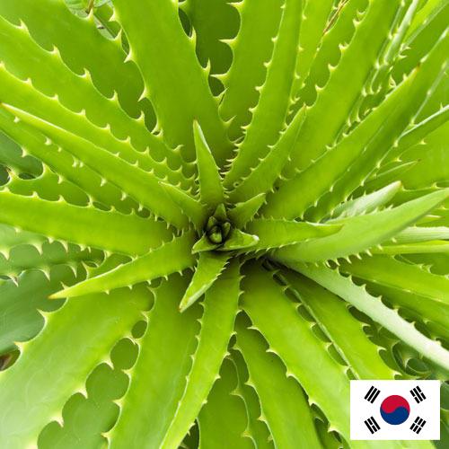 экстракты растений из Кореи, Республики