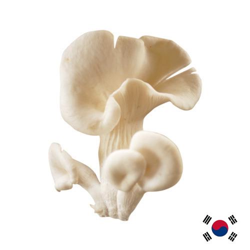 грибы вешенки из Кореи, Республики