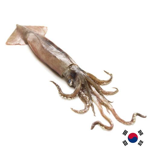 Кальмары из Кореи, Республики