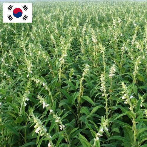 Кунжут из Кореи, Республики