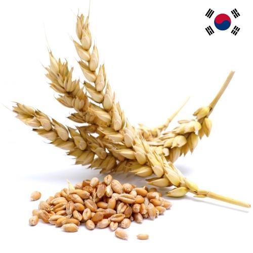Пшеница из Кореи, Республики