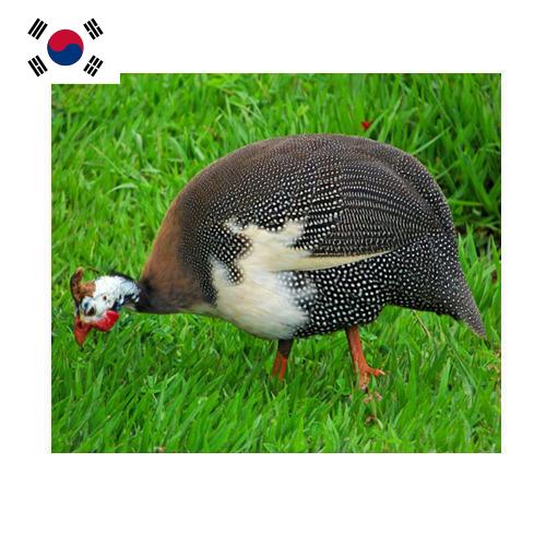 птица из Кореи, Республики