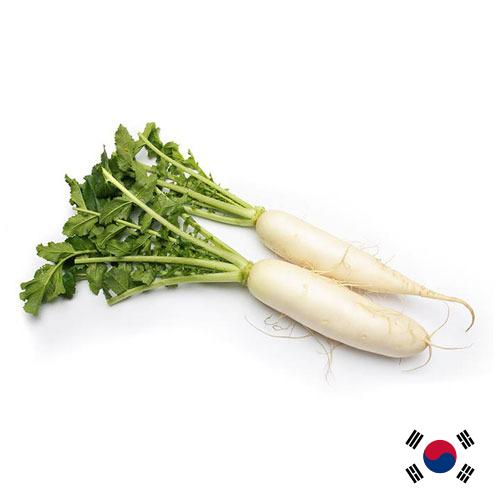 редис свежий из Кореи, Республики