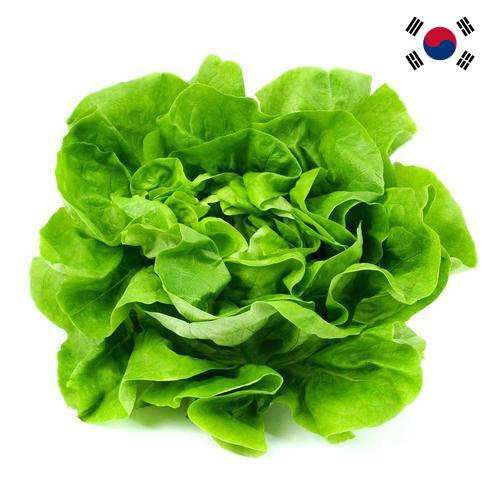 Салат латук из Кореи, Республики
