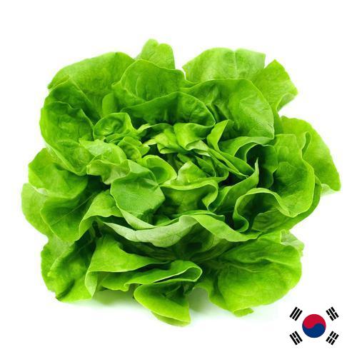 салат из Кореи, Республики