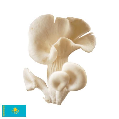 грибы вешенки из Казахстана