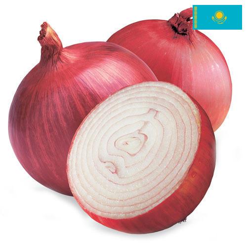 Лук красный из Казахстана