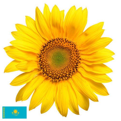 Подсолнечник из Казахстана