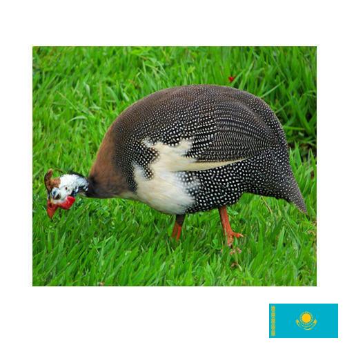 птица из Казахстана