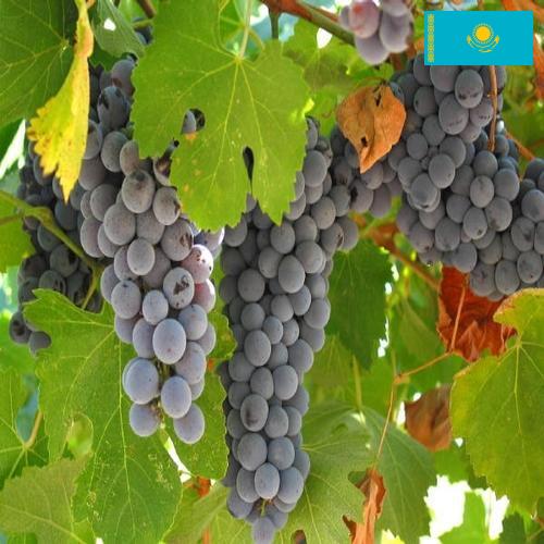 вино виноградное из Казахстана