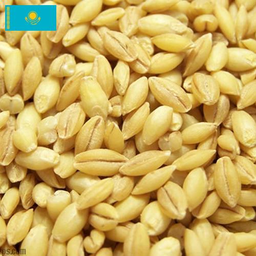 Ячмень из Казахстана