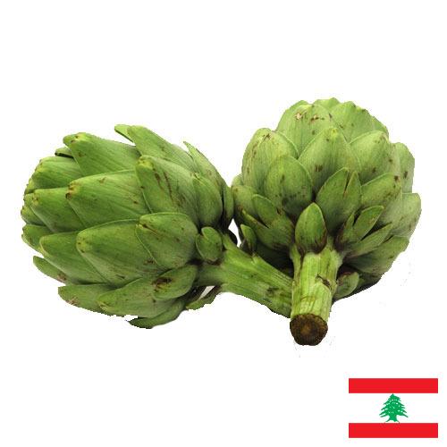 артишок из Ливана