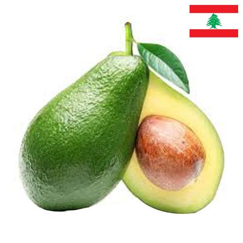 Авокадо из Ливана