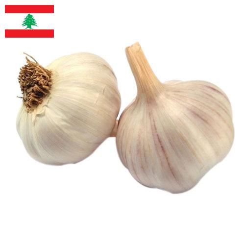 чеснок свежий из Ливана