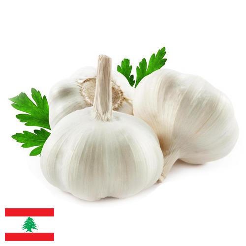 Чеснок из Ливана