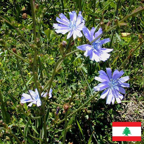 Цикорий из Ливана