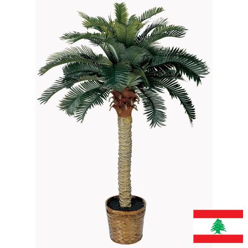 Деревья искусственные из Ливана