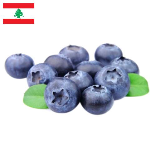 Голубика из Ливана