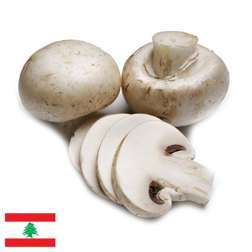 Грибы из Ливана