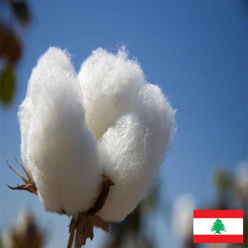 Хлопок из Ливана