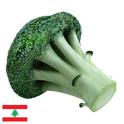Капуста брокколи из Ливана