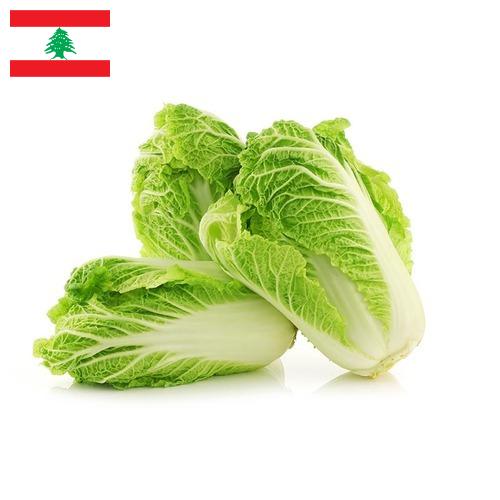 Капуста китайская из Ливана