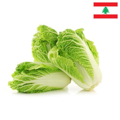капуста пекинская из Ливана