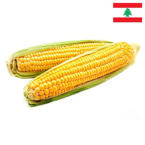 Кукуруза из Ливана