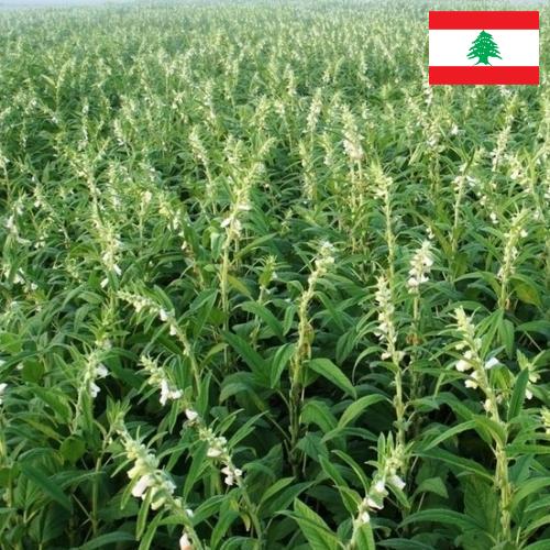 Кунжут из Ливана